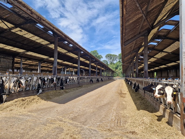 Cows